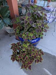 Image result for Coleus shirensis