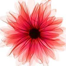 X Ray Of A Gerbera Daisy Izobrazhenie Tatuirovok Cvetochnye Kartiny Cvetok
