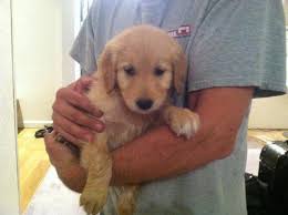 Freedoglistings is the best place to post a purebred or mixed puppy for sale or stud ad. Most Awesome Golden Retriever Puppies For Sale In Mansfield Missouri Classified Americanlisted Com