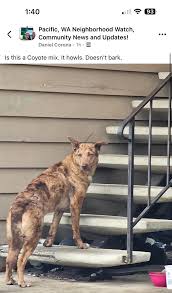 Brown and white pit looking walking around cottonwood apartments and pac  hwy in Kent
