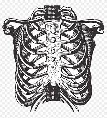 Vector human body parts, bones. Fetus Ribs 2936875 1280 Bird In Rib Cage Art Hd Png Download 1216x1280 3551743 Pngfind
