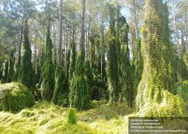 Image result for Lygodium microphyllum