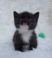 November 9, 2020 · cute bambino kittens. How Much Kittens Can Cats Have