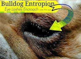 Bulldog Eye Care Chronic Dry Eye Cherry Eye Entropion Chronic Dry Eye Dry Eyes Bulldog