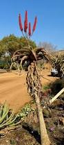 Image result for Aloe excelsa