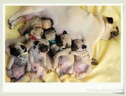 Black And Tan Pug Puppies For Sale Pin On Pugs Not Drugs