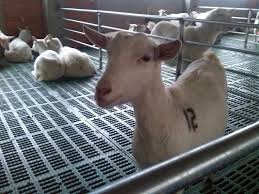 Kandang kambing umbaran sederhana dengan ukuran 3 x 3 meter, tinggi dari tanah ke lantai 70cm, tinggi dinding 130cm dan. Imej Yang Berkaitan