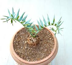 Image result for Encephalartos