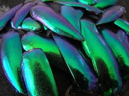 200 Jewel Beetle Elytra Wings Taxidermy Sternocera Aequ Ebay Beetle Wings Art Jewelry Design Wing Jewelry