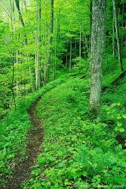 We did not find results for: Winding Trail Otter Creek Wilderness Waterfall Photography Monongahela National Forest Scenery