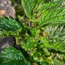 Image result for Urtica