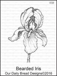 Bearded Iris Flower Drawing Iris Drawing Pencil Drawings Of Flowers