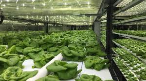 Vegetables mode and fruit/flower mode. Hydroponic Farm In Shipping Container Can Grow Vegetables Using 97 Less Water