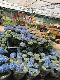 The petal pusher florist in derby, ct delivers fresh flowers to the following zip codes: Rose Petal Garden Center Home Facebook