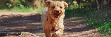 Maybe you would like to learn more about one of these? Animal Hospital Inc Willoughby Hills Veterinarians