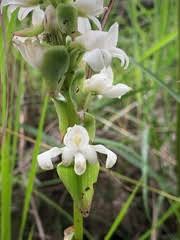 Image result for Satyrium coriophoroides
