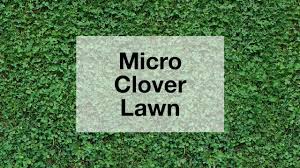 Maybe you would like to learn more about one of these? Grow A Micro Clover Lawn Youtube