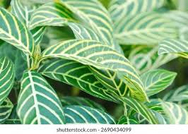 Image result for Sanchezia speciosa