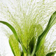 Image result for Panicum funaense