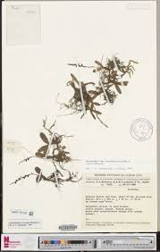 Image result for Bulbophyllum oreonastes
