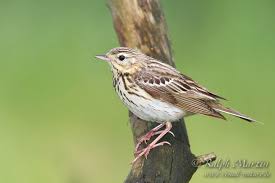 Please add to it, or discuss it at the etymology scriptorium.) ipa(key): Identification Of Olive Backed And Tree Pipit By Call Avesrares