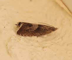 Image result for Dicoma arenaria