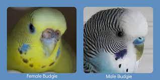How can i tell if a bird is male or female? May 2014 The Budgie Nest