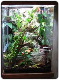 Rainforest Styles Tree Frog Terrarium Dart Frog Terrarium Terrarium For Sale