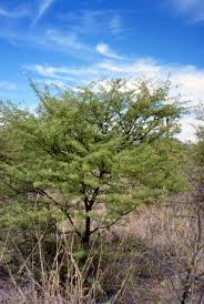 Image result for Acacia mellifera