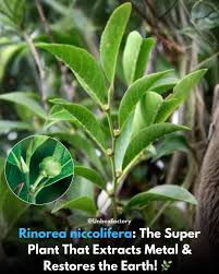 Image result for Rinorea