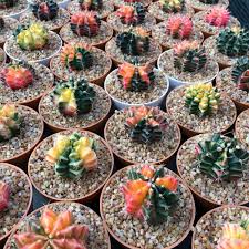 The best way to show needed care is by leaving the. Thai Seeds Cactus Gymnocalycium Mihanovichii Variegata Upto 50 Seeds Good Germination Rate Cactaceae Seeds Seeds Plant In 2021 Succulent Seeds Cactus Seeds Plants
