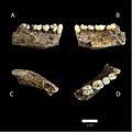 Knochen zeigen ähnlichkeit zu homo erectus; Homo Naledi Wikipedia