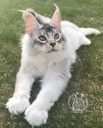 Pin On Cat
