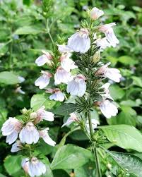 Image result for Justicia petiolaris