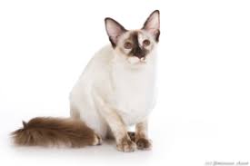 One of my cats is very, very likely half abyssinian: Top 8 Hypoallergenic Cat Breeds Petfirst Pet Insurance