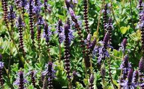 Image result for Aeollanthus