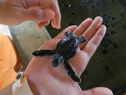 Kosgoda Turtle Hatchery Amazing