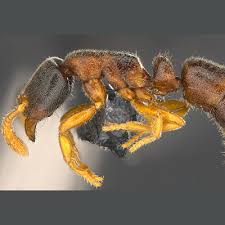 Image result for Crepidorhopalon schweinfurthii