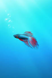 42 Betta Fish Iphone Wallpaper On Wallpapersafari Find the best blue wallpaper hd on getwallpapers. 42 betta fish iphone wallpaper on