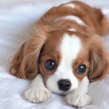 So Adorable Dogs Dog Animals Animal Pets Cute Baby Dogs Cute Animal Pictures Cute Puppy Pictures