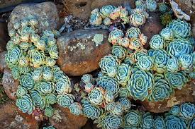 Manage your entire garden in one app. Echeveria Elegans