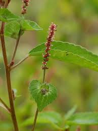 Image result for Acalypha ambigua