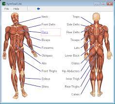 50 Go To Exercises For Your Gym Routine Gym Routine Muscle Groups To Workout Workout Mix