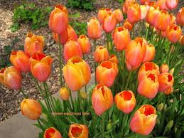    tulipa 'dordogne'. Plantfiles Pictures Single Late Tulip Dordogne 1 By Kell