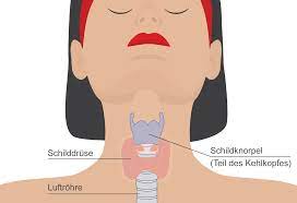Blutdruck und Schilddrüse | Infothek | BlutdruckDaten