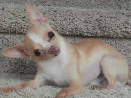 Feeding and raising a tiny dog is certainly different from vegetables should be in your dog food for providing the dog enough vitamins and minerals. Chihuahua Raw Food Diets Puppy Adult Senior Dogs