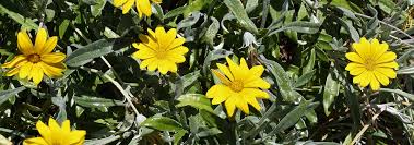 This perennial ground cover has daisy flowers that bloom in the late winter and spring. Gazania Krebsiana Botterblom