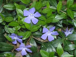 Vinca minor plants have sturdy fibrous root systems and so are also an excellent choice for slopes as an effective means of erosion control. Vinca Minor Lesser Periwinkle Go Botany