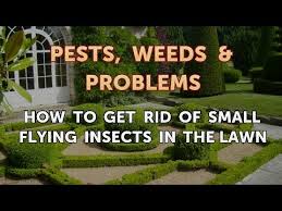 Use a spray or scatter fly bait to eliminate infestations on or around your patio. How To Get Rid Of Small Flying Insects In The Lawn Youtube