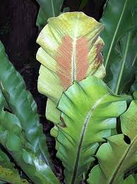 Image result for Asplenium staudtii